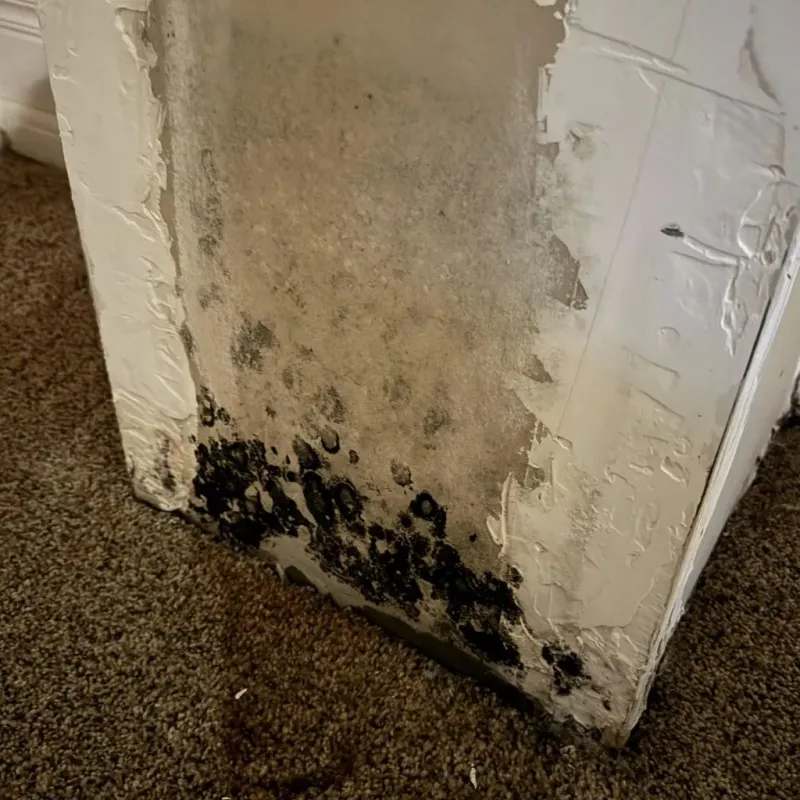 Professional Mold Removal in La Crosse, WI